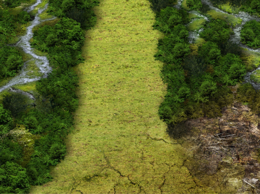 Argentina Judge Halts Deforestation of Chaco Forest in Rare Move