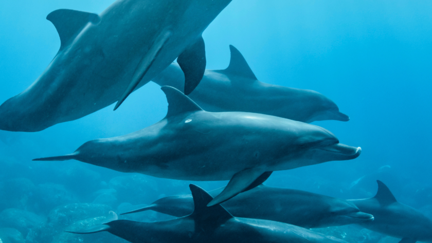 Drought-threatened Amazon dolphins studied for climate change impact