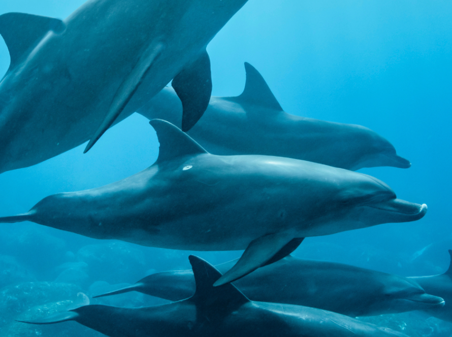 Drought-threatened Amazon dolphins studied for climate change impact