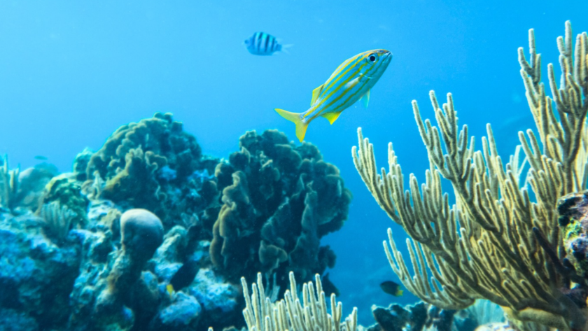 Great Barrier Reef Facing Catastrophic Damage as Oceans Reach Hottest Temperatures in 400 Years