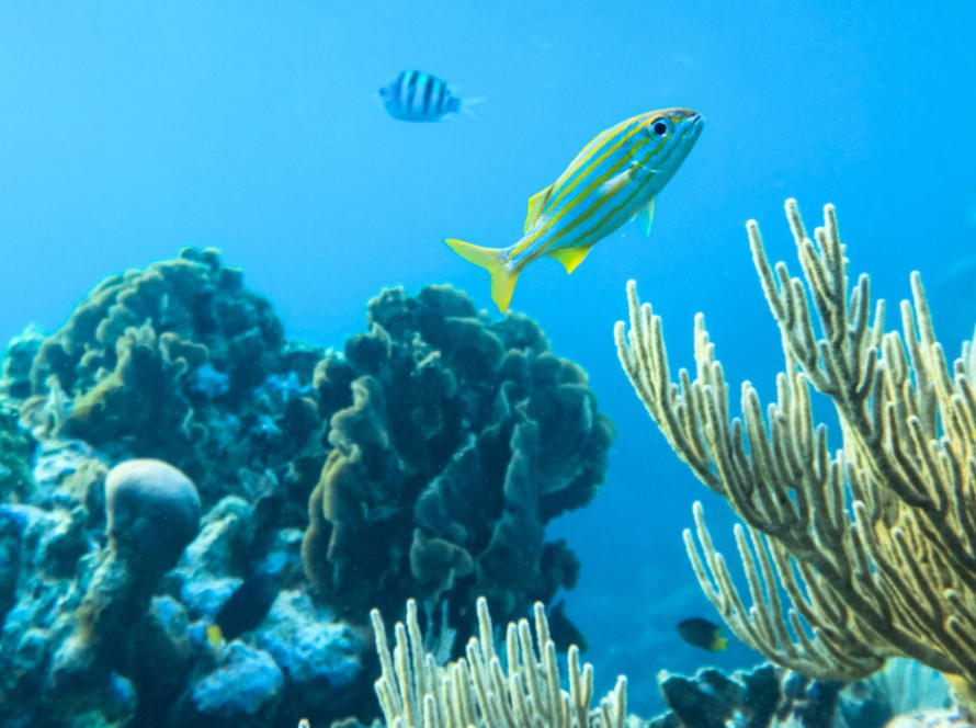 Great Barrier Reef Facing Catastrophic Damage as Oceans Reach Hottest Temperatures in 400 Years