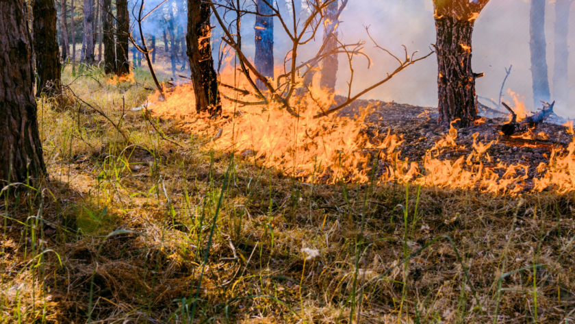 Wildfires rage in sugar cane fields in Brazil's southeast