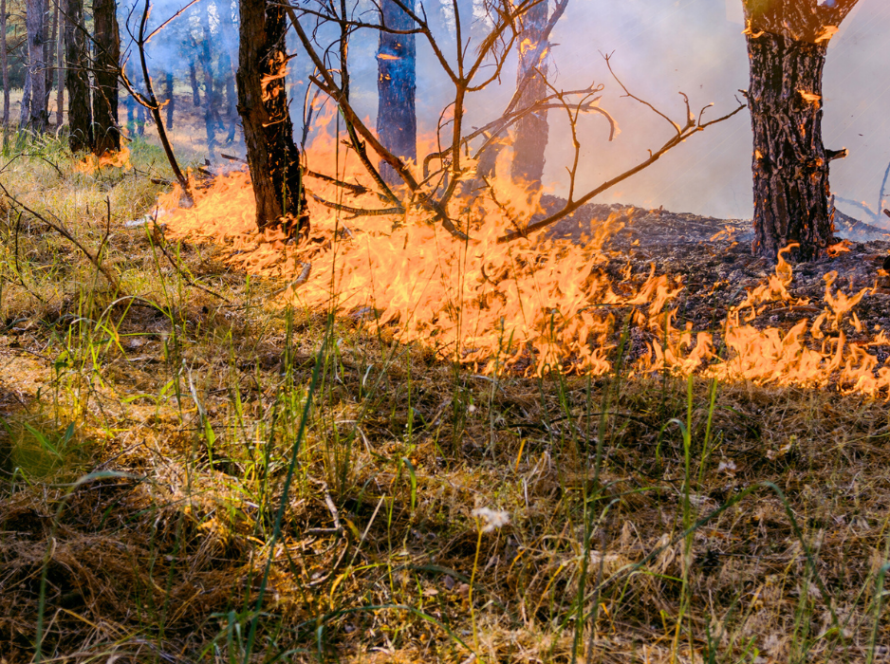 Wildfires rage in sugar cane fields in Brazil's southeast