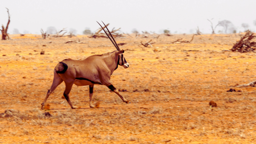 Africa faces steep costs as temperatures soar