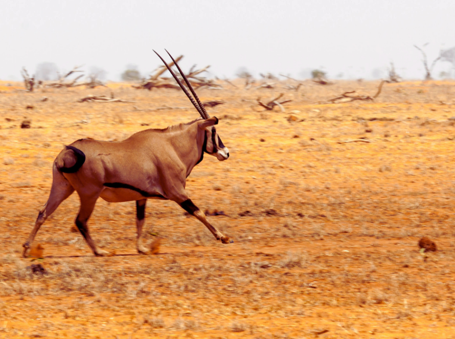 Africa faces steep costs as temperatures soar