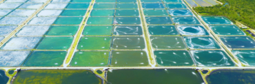 Aquaculture: A Double-Edged Sword for Ocean Health and Economic Potential