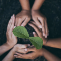 ISSB Publishes Draft Practice Statement on Nature-Related Disclosures